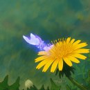 일편단심 민들레(조용필) 이미지