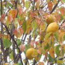 참새의 정원 이미지