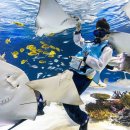 아쿠아플라넷63 이미지