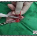 아리 동물병원 이미지