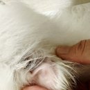 천풍동물병원 이미지