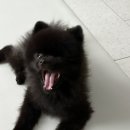 시루 반려견 미용 | 시루와의 9월 일상 / 유기견 입양 50일차 기록