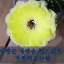 천년의빛농장 이미지