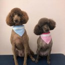 THE반하개 이미지