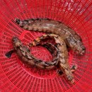 바다횟집식당 네이버블로그