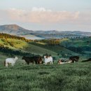 선정목장 이미지