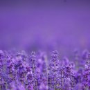 라벤다 이미지
