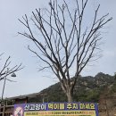 용봉산자연휴양림 | [홍성/블랙야크100대명산] 용봉산 자연휴양림 최단코스
