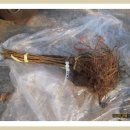 매실나무중 선정한 품종별 열매특성(2013년 종결편 - 일본매실 : 고전매와 남고매실)| 이미지