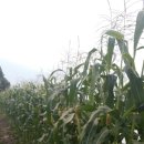 새벽농장 이미지