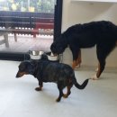 쪼쪼애견 이미지