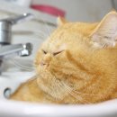 안녕 고양이 이미지