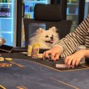 쇼다운 홀덤펍 이미지