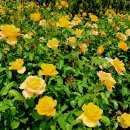 장미약국 이미지