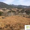 한잎새