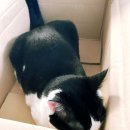 펫띠아모 | 고양이 간식 동원 뉴트리플랜 대량구매후기