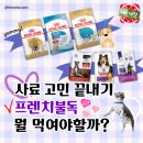 퍼피빈 | 퍼피 사료 4종 비교표🧐 + 내돈내산 후기 정리 - 1. 퍼피용