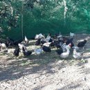 청계농장 이미지