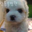 늘사랑동물병원 이미지