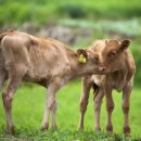 뿌리목장 이미지