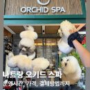 스파 | 나트랑 오키드 스파 내돈내산 후기 (최신ver. 가격표)
