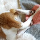 꼬리치는강아지 이미지