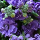 비단향꽃무 이미지