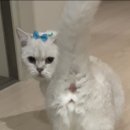 개냥이 연구소 이미지