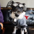 웨그(Wag) 이미지