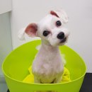 D&C 그루밍 샵 이미지