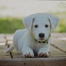 참사랑동물병원 이미지