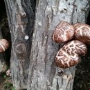 가평향기펜션 이미지