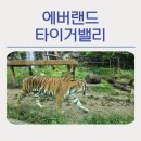 호랑이 | 에버랜드 타이거밸리 호랑이 후기: 팁 총정리