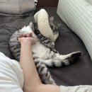 메르시동물병원 | 고양이 24시 동물 병원 종양 지방종 제거 수술 후 처치