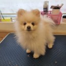 안다펫살롱 이미지