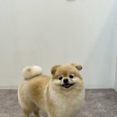 화사하개 이미지