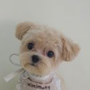 미미애견 | 동대구역 애견미용 잘하는 곳 미미멍 두번째 재방문 후기