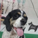 뿌리네 애견샵 이미지