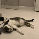 한호동물병원 | 수원2차동물병원 수원24시동물병원 고양이건강검진후기ㅣ당신의 동물의료센터