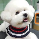 THE 폼나개 이미지