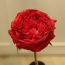 라떼플로라 이미지