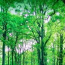 숲속풍경 이미지