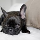 마스터 동물의료센터 이미지