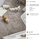 왕 도도하개 이미지