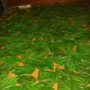 멀고먼 길 - 뽕잎가루 만들기 이미지