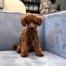 메르시동물병원 이미지