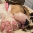 젤리댕댕이 이미지