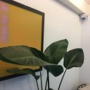 소이네 닭장 이미지