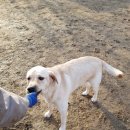 망고 애견 이미지