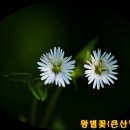 왕별꽃(Ciliatepetal Starwort) 이미지